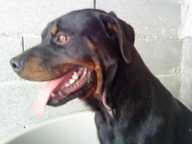 EXCELENTE CAMADA DE ROTWEILLERS DE PURISIMA RAZA