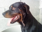 EXCELENTE CAMADA DE ROTWEILLERS DE PURISIMA RAZA - mejor precio | unprecio.es