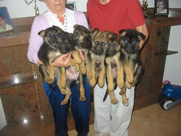 PASTORES ALEMANES,cachorros,con pedigree.