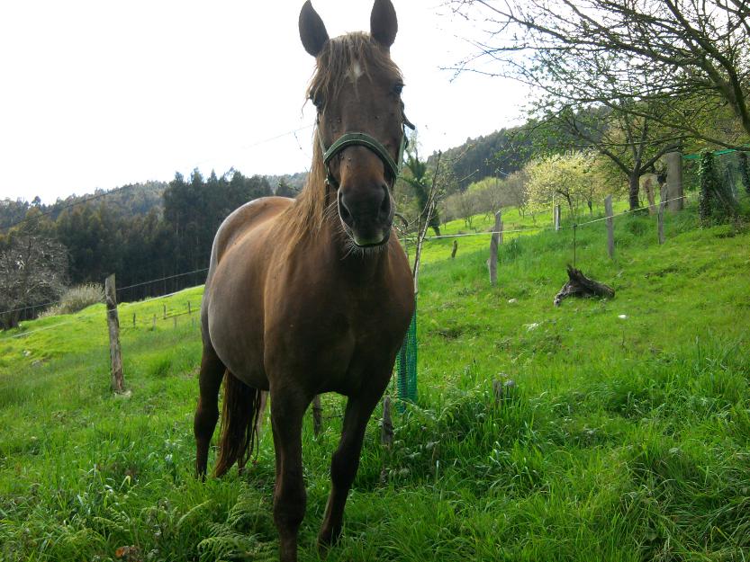 yegua de 9 años muy noble y en perfecto estado de salud ultimo parto de una hermosa potra