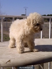 CANICHE TOY, UNA MARAVILLA OFERTA - mejor precio | unprecio.es