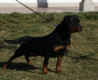 Criadero de rottweilers,cachorros hijos del campeon joven del club Pascha v. rauberweg - mejor precio | unprecio.es