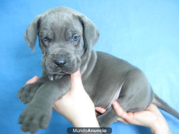 Dogo Aleman sus videos en mundocanino