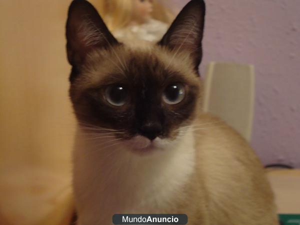 Gata muy bonita siamesa pura busca gato siamés para cruzarse (Málaga)