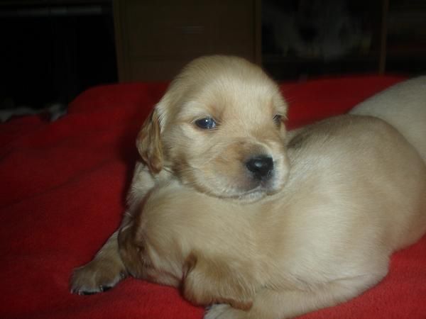 golden retriever camada,250