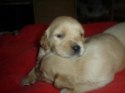 golden retriever camada,250 - mejor precio | unprecio.es