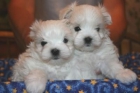hermoso blanco maltés cachorros gratis - mejor precio | unprecio.es