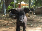 Luna y Felix, cachorritos de 3 meses en adopción. - mejor precio | unprecio.es