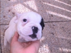 PRECIOSA HEMBRE BULLDOG FRANCES - mejor precio | unprecio.es