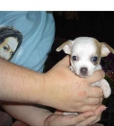 Precioso Cachorros de chihuahuas. - mejor precio | unprecio.es