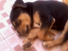 regalo perrita urgente - mejor precio | unprecio.es