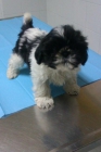 Se vende cachorrita shih tzu - mejor precio | unprecio.es