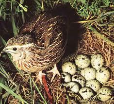 Se venden huevos fértiles de codorniz de vuelo 95% de fertilidad 2, 50€ la docena se manda
