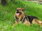 Soy un perrito especial dificil de adoptar - mejor precio | unprecio.es