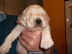 vendo preciosos golden retriever - mejor precio | unprecio.es