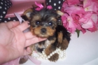 yorkchire cachorro para la venta - mejor precio | unprecio.es