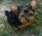 YORKSHIRE TERRIER STANDAR 390 c/u - mejor precio | unprecio.es