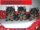 a la venta pequeños yorkshire terrier con 2 meses a 400E - mejor precio | unprecio.es