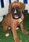 Boxer, adorables cachorros a buen precio - mejor precio | unprecio.es