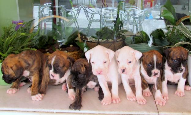 Camada de Boxer a 190 €