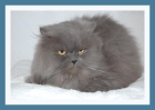 Gato PERSA - mejor precio | unprecio.es