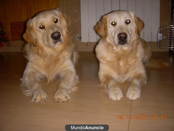 GOLDEN PRECIOSA CAMADA HEMBRAS Y MACHOS 340€