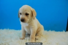 labrador retriever, cachorros en venta, www.doogs.es - mejor precio | unprecio.es