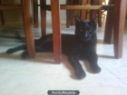 Regalo gatitos Europeos - mejor precio | unprecio.es