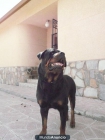 Rottweiler para montas - mejor precio | unprecio.es