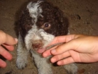 vendo perro de agua - mejor precio | unprecio.es