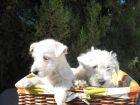 WESTY, CAMADA DE 2 MESES, 350 EUROS - mejor precio | unprecio.es