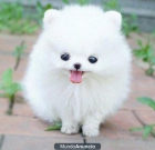 Cachorros disponibles pomeranian - mejor precio | unprecio.es