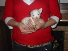 Chihuahua blanco,un més,pedigree.600 Eur. - mejor precio | unprecio.es