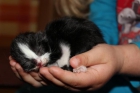 Gatitos Persas bicolores - mejor precio | unprecio.es