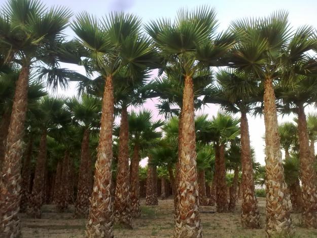 Palmeras vivero