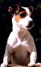Preciosos cachorros de jack russell - mejor precio | unprecio.es