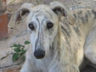 REgalamos galgo - mejor precio | unprecio.es