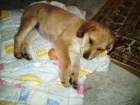 urge!regalo cachorra mezcla caza - mejor precio | unprecio.es