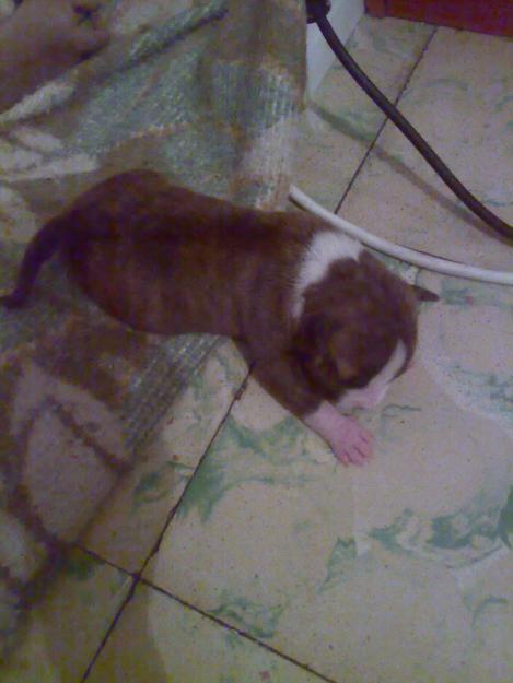 vendo american stanford con pedigri