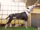 american staffordshire terrier - mejor precio | unprecio.es