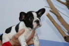 Bulldog frances 450e.Pagalo desde 1e al dia - mejor precio | unprecio.es