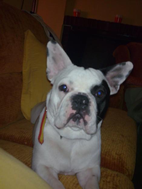 Bulldogs frances para montas!!!!!