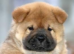 Cachorros chow-chow espectaculares