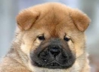 Cachorros chow-chow espectaculares - mejor precio | unprecio.es