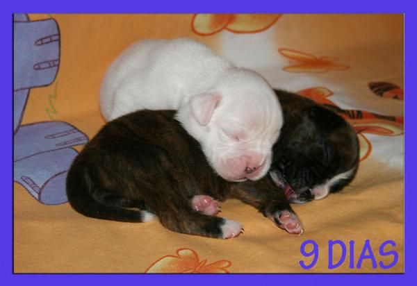 Cachorros de boxer 400
