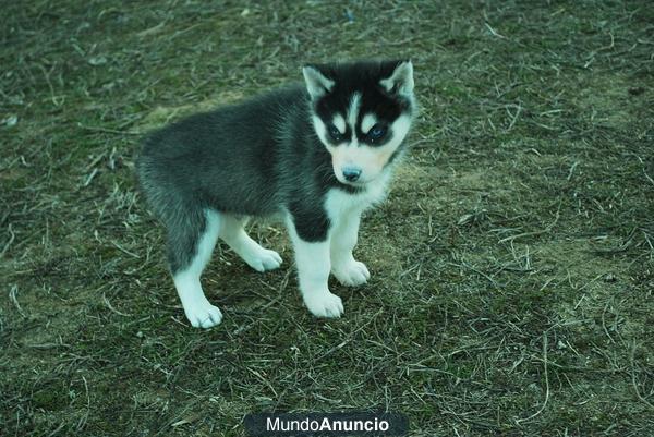 Cachorros de Husky