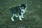 Cachorros de Husky - mejor precio | unprecio.es
