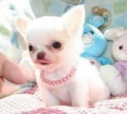 Chihuahua cachorros - mejor precio | unprecio.es