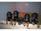 Magnificos cachorros doberman solo por 490 - mejor precio | unprecio.es