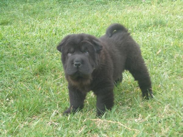 shirka shar pei